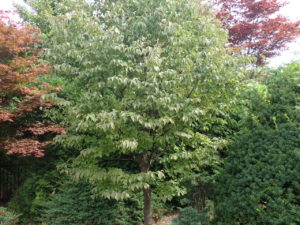 ヤマボウシ　全体